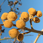 Paulownia tomentosa - Blauglockenbaum