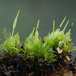 Funaria hygrometica - Drehzahnmoos