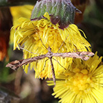 Amblyptilia acanthadactyla - Braune Federmotte