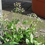 Capsella cuneifolia