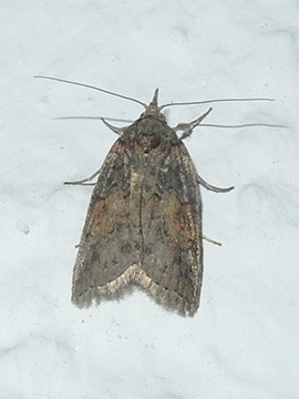 Nycteola revayana