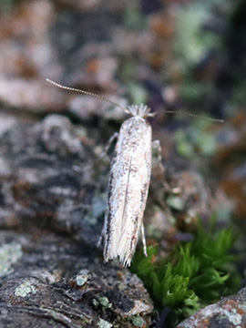 Phyllonorycter issikii