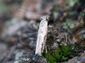 Phyllonorycter issikii