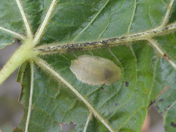 Phyllonorycter issikii