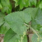 Campanula alliariifolia - Raukenblättrige Glockenblume