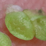 Lemna gibba - Buckelige Wasserlinse