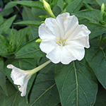 Mirabilis jalapa - Gewöhnliche Wunderblume