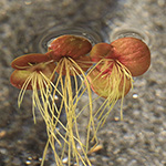 Spirodela polyrhiza - Vielwurzelige Teichlinse
