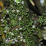 Wolffia columbiana - Kolumbianische Zwergwasserlinse