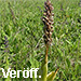 Veröff. Hessel, Himantoglossum robertianum