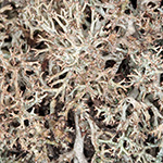 Cladonia rangiformis - Falsche Rentierflechte