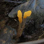 Mitrula paludosa - Sumpf-Haubenpilz
