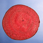 Beta vulgaris Conditiva-Gruppe - Rote Beete