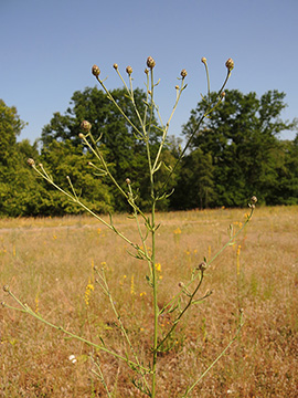 Centaurea australis