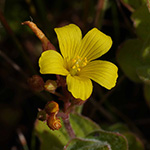 Hypericum elodes - Sumpf-Johanniskraut