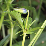 Viola guestphalica - Westfälisches Galmei-Veilchen