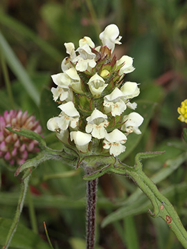 Prunella laciniata