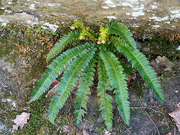 Polystichum lonchitis