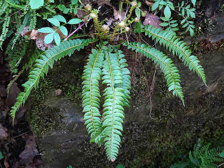 Polystichum lonchitis