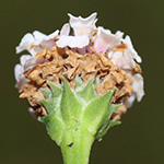 Phyla nodiflora - Knotenblütige Teppichverbene