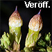 Veröff. Bomble Orthotrichaceae 1