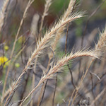 Vulpia ciliata
