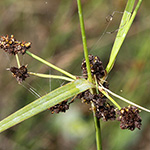 Scirpus georgianus - Schwarzgrüne Simse