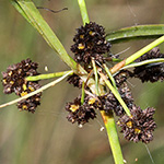 Scirpus georgianus - Schwarzgrüne Simse