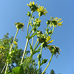 Silphium perfoliatum - Durchwachsene Silphie