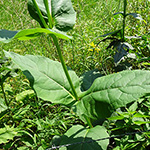 Silphium perfoliatum - Durchwachsene Silphie