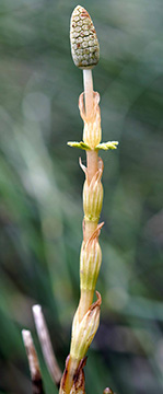Equisetum sylvaticum