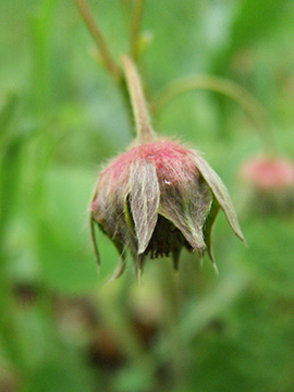 Fragaria viridis