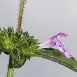 Galeopsis ladanum - Acker-Hohlzahn