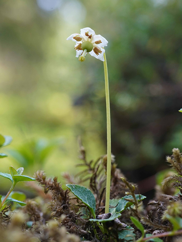 Moneses uniflora