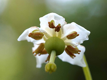 Moneses uniflora