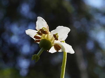 Moneses uniflora