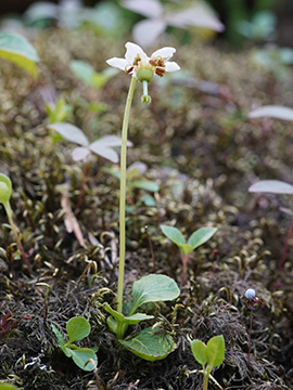 Moneses uniflora