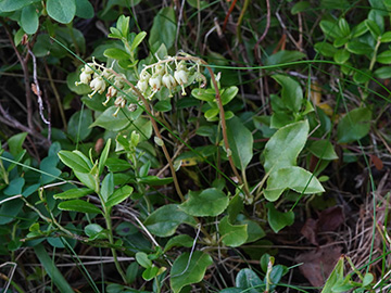 Orthilia secunda