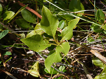Orthilia secunda