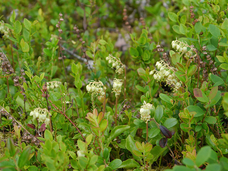 Orthilia secunda