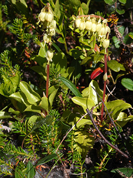 Orthilia secunda