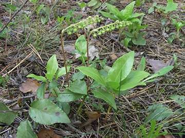 Orthilia secunda