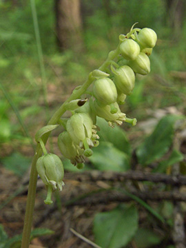 Orthilia secunda