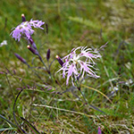 Dianthus superbus - Pracht-Nelke