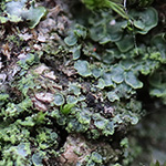Normandinea pulchella - Schüppchenflechte