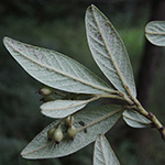 Cotoneaster salicifolius - Weidenblättrige Zwergmispel