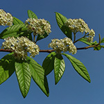 Cotoneaster watereri - Wintergrüne Baummispel