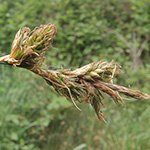 Carex ligerica - Französische Segge
