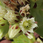 Sempervivum globiferum - Sprossende Fransen-Hauswurz
