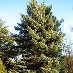 Picea glauca - Weiß-Fichte